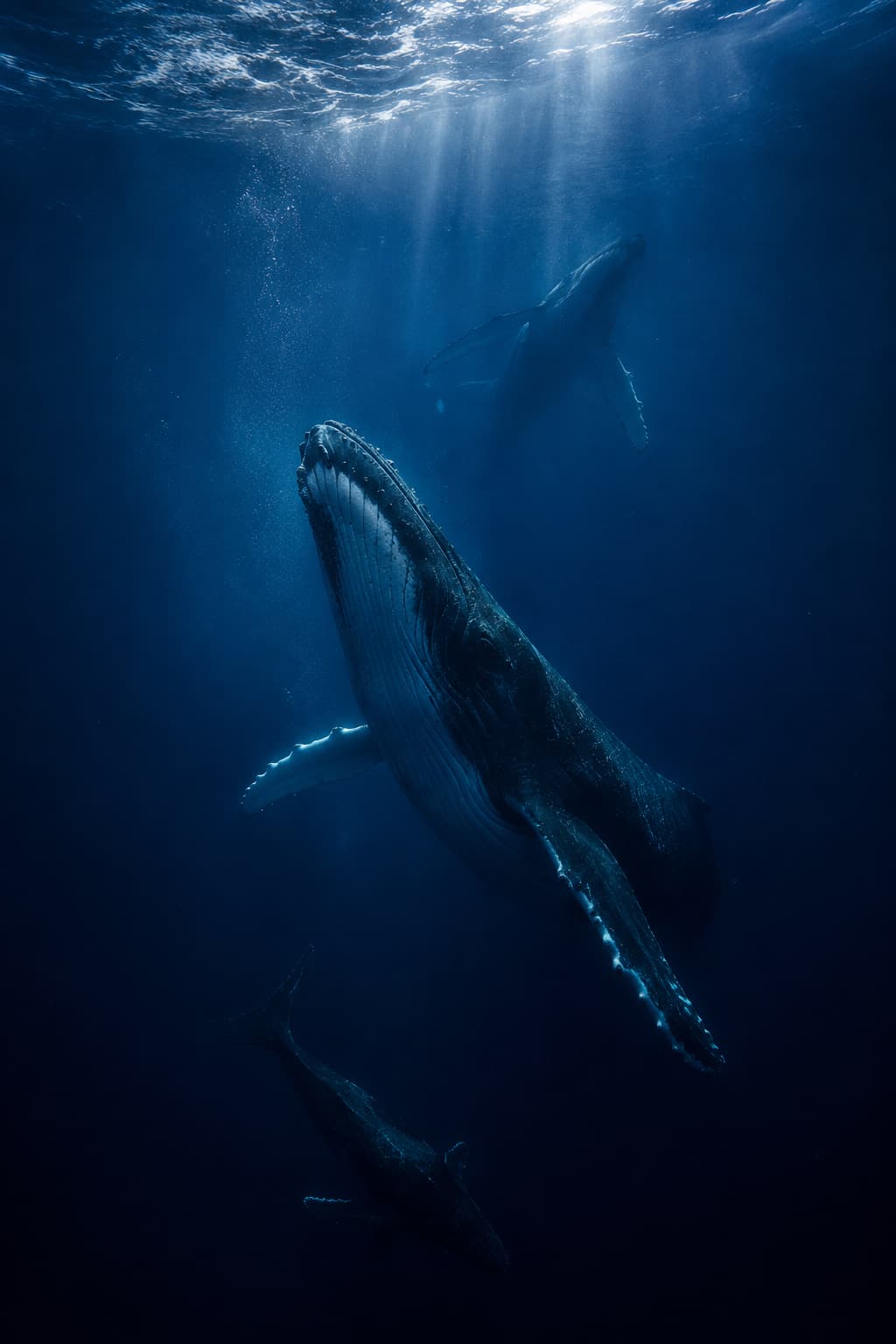 Whale breathing place artwork